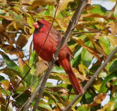 Cardinal male 10_2011
